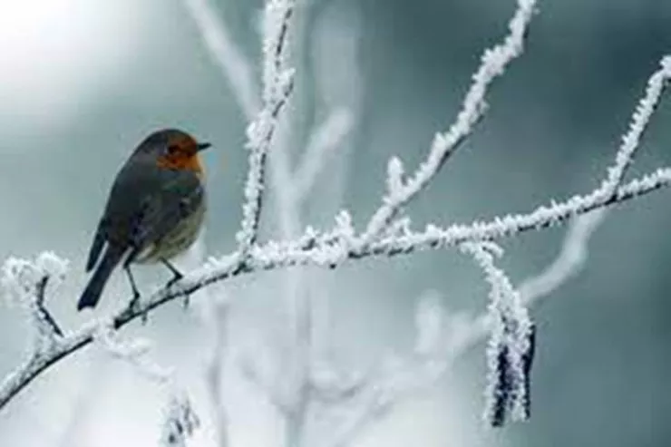 Sabah bu yerlərdə 12 dərəcə şaxta  olacaq - hava PROQNOZU 