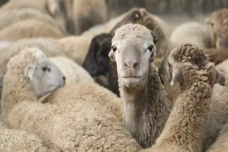 Qoyunları oğurlayıb cəriməsini ödədi - Zaqatalada QƏRİBƏ OLAY 