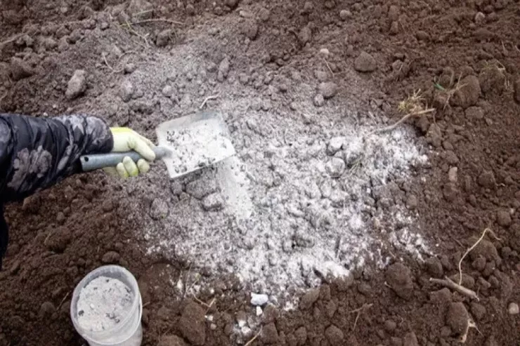 Niyə mart ayında bağa kül səpmək lazımdır? 