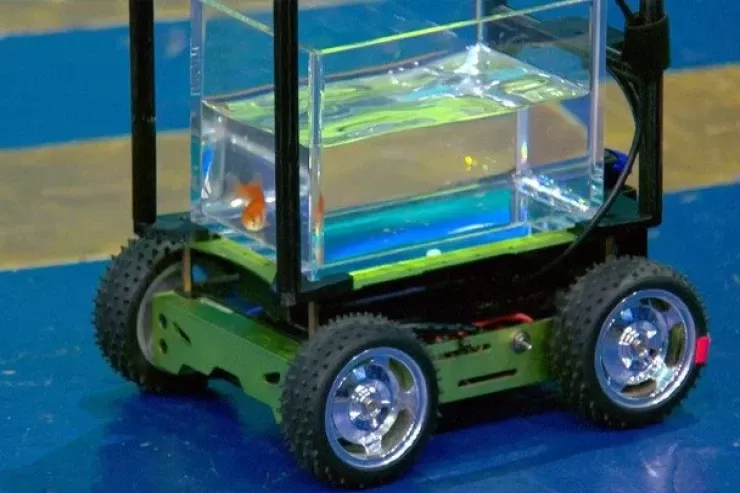 Qızılbalığın idarə etdiyi  avtomobil -  VİDEO 