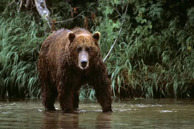 Hökumət planı təsdiqləndi: bu ölkədə 20 mindən çox ayı  tutulacaq