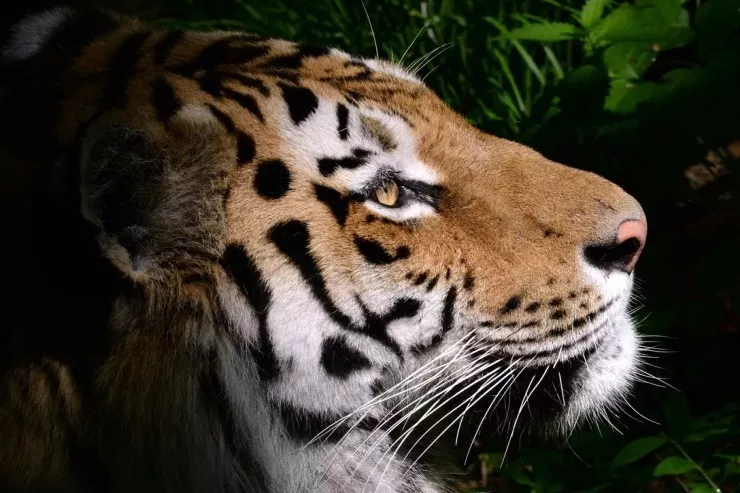 Rusiya Qazaxıstana Amur pələngi  göndərəcək