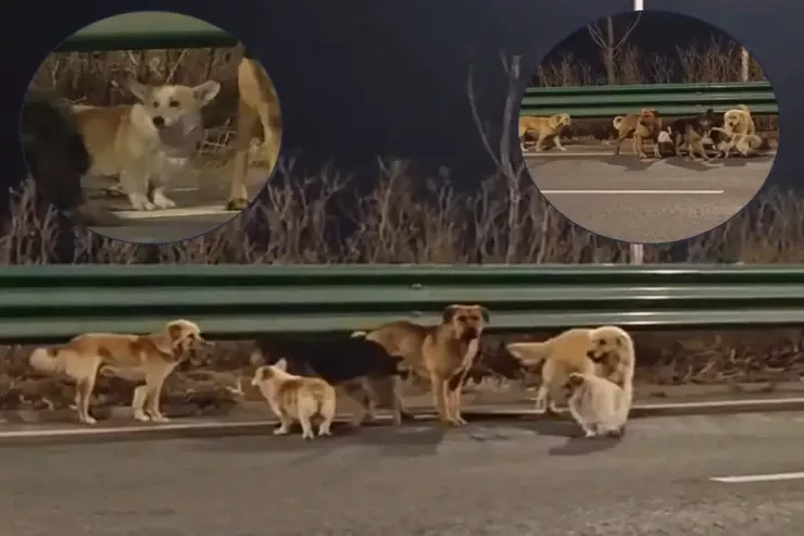 Yeddi it qəssabxanadan qaçdı:  17 kilometr uzaqlıqdakı evlərinə qayıtdılar  -VİDEO 