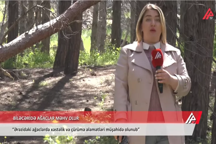 Biləcəridə “Şam parkı” quruyur -VİDEO 