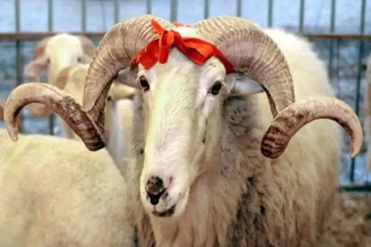 Qurban bayramı ilə bağlı fətva verildi, bayram namazının vaxtı 