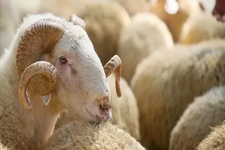 Qurbanlıq heyvan bayramdan qabaq ölsə nə etmək lazımdır?  