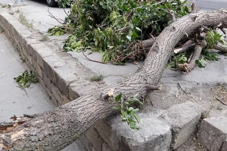 Bakıda güclü külək 41 ağacı  sındırdı