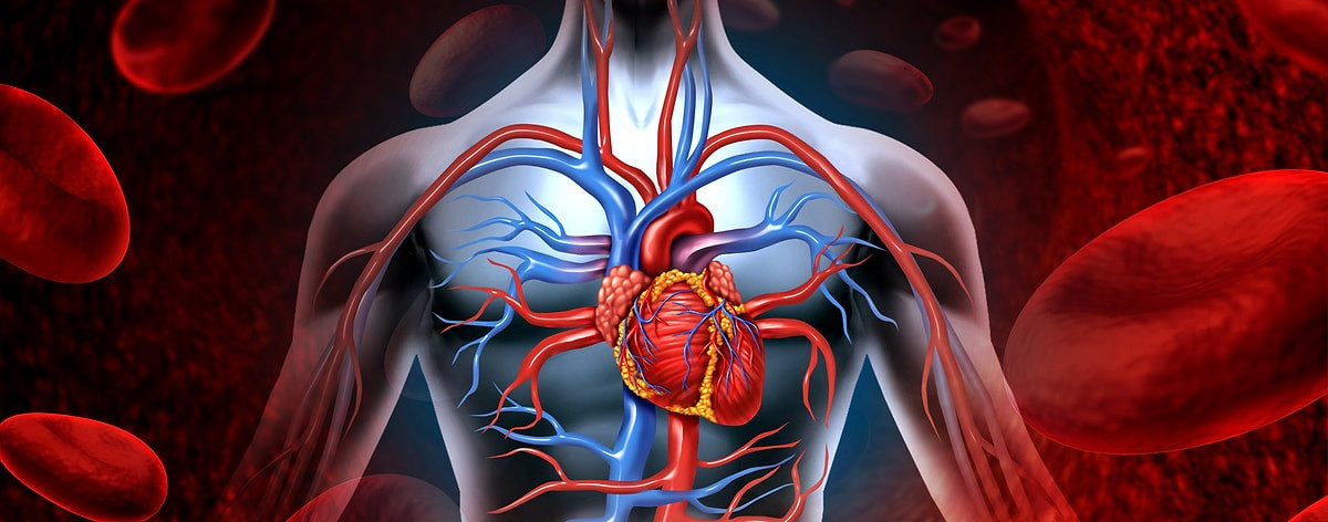 İnsan bədənindəki bütün damarlar uç-uca əlavə olunduqda Yer kürəsini iki dəfə əhatə edə bilər.